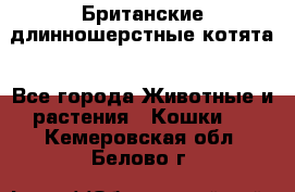 Британские длинношерстные котята - Все города Животные и растения » Кошки   . Кемеровская обл.,Белово г.